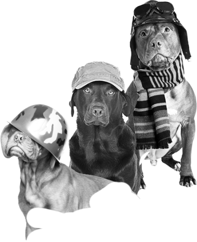3 dogs, on wearing a helmet, one wearing a cap, and the other wearing an aviator cap